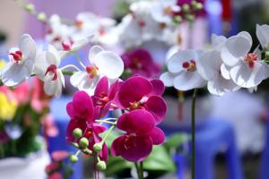 Tết Ất Tỵ 2025 chơi hoa này, tài lộc chảy vào nhà cuồn cuộn cho 12 con giáp