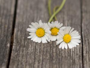 Tử vi thứ 2 ngày 30/1/2017 của 12 cung hoàng đạo