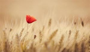 Dự báo vận trình của 12 chòm sao trong tiết Tiểu Hàn (phần 1)