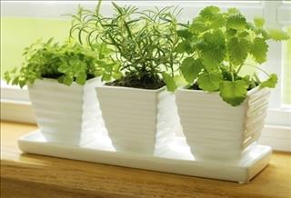 Người tuổi Tý trồng cây gì hợp mệnh để niềm vui luôn rộn ràng?