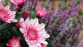 Tử vi tuần mới từ 6 – 12/11/2017 của 12 con giáp