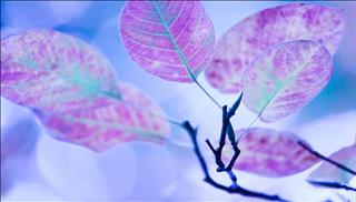 Tử vi thứ 2 ngày 13/11/2017 của 12 con giáp