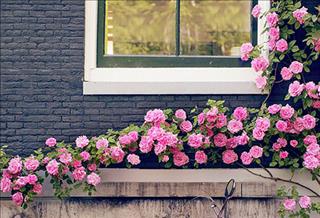 Tử vi thứ 7 ngày 11/11/2017 của 12 con giáp