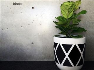 Người tuổi Thìn trồng cây gì cho hợp mệnh?