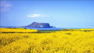 Tử vi thứ 7 ngày 11/11/2017 của 12 cung hoàng đạo