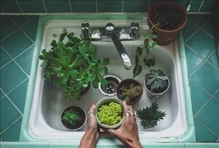 Người tuổi Tị trồng cây gì cho hợp mệnh, gặp nhiều may mắn trong cuộc sống?