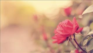 Tử vi thứ 5 ngày 30/11/2017 của 12 cung hoàng đạo