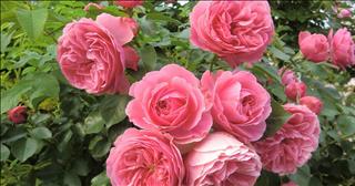 Tử vi Thứ 5 ngày 23/11/2017 của 12 con giáp