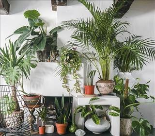 Người tuổi Thân trồng cây gì cho hợp mệnh?