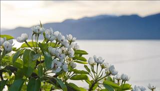 Tử vi thứ 4 ngày 27/12/2017 của 12 con giáp