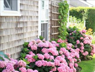 Người tuổi Dậu trồng cây gì cho hợp mệnh?