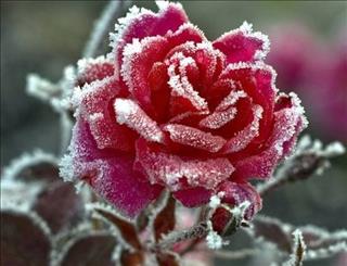 Tử vi Chủ nhật ngày 31/12/2017 của 12 con giáp