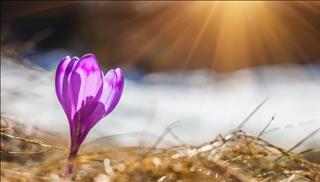 Tử vi thứ 6 ngày 29/12/2017 của 12 con giáp