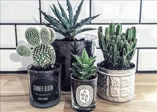 Người tuổi Tuất trồng cây gì cho hợp mệnh?