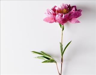 Tử vi Chủ nhật ngày 7/1/2018 của 12 con giáp