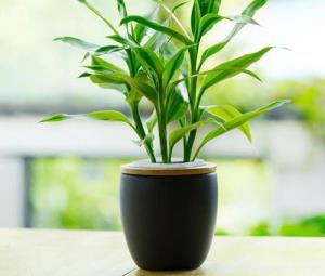 Trúc phú quý - bày đúng vị trí rước quý khí vào nhà