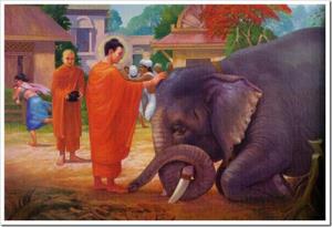 5 việc kết nghiệp lành, tốt đẹp không kém gì phóng sinh