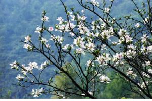 Nằm lòng 12 điều kiêng kỵ Tết Thanh Minh để không bị xui xẻo đeo bám