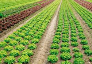 Luận giải tử vi hung cát của mệnh Lộ Bàng Thổ