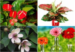 Những loại cây hợp mệnh Thổ giúp gia chủ có cuộc sống viên mãn