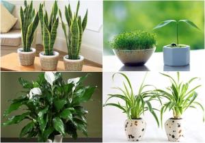 Lựa chọn chuẩn xác cây hợp mệnh Thủy để tài lộc chảy ào ào vào nhà