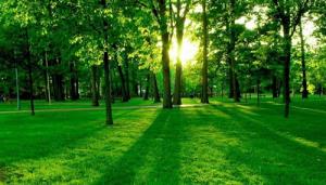 Tại sao ngũ hành Mộc hợp với ngũ hành Hỏa và ngũ hành Thủy?