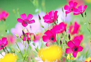 Tử vi thứ 5 ngày 25/5/2017 của 12 con giáp