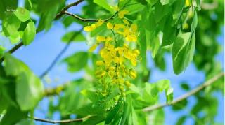 Tử vi thứ 5 ngày 25/5/2017  của 12 cung hoàng đạo