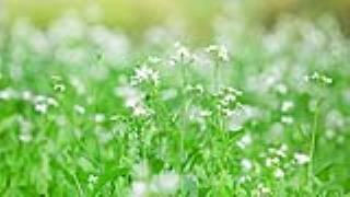 Đặc trưng tính cách của người sinh ngày Giáp Mộc