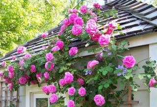 Tử vi thứ 5 ngày 8/6/2017 của 12 con giáp