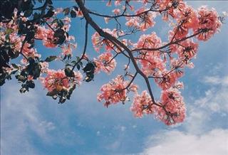 Tử vi ngày 25/6/2017 Chủ nhật của 12 con giáp