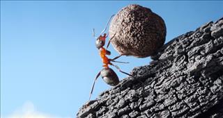 Tử vi thứ 2 ngày 26/6/2017 của 12 con giáp