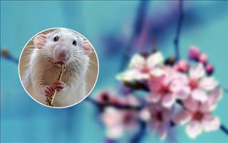 Tử vi năm 2013 của người tuổi Tý