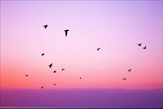 Tử vi tuần mới từ 3 – 9/7/2017 của 12 con giáp