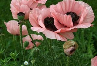 Tử vi thứ 5 ngày 20/7/2017 của 12 con giáp