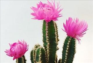 Tử vi Chủ nhật ngày 9/7/2017 của 12 con giáp