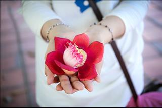 Hoa vô ưu - đóa hoa Phật giáo không bao giờ tàn lụi