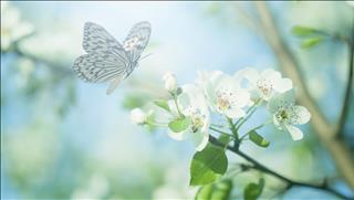 Tử vi  thứ 7 ngày 9/9/2017 của 12 con giáp