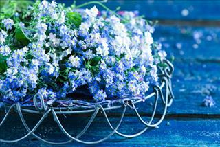 Tử vi tuần mới của 12 cung hoàng đạo (từ 14/8 - 20/8/2017)