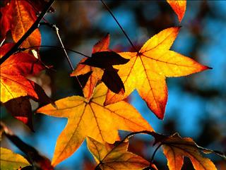 Tử vi thứ 5 ngày 14/9/2017 của 12 cung hoàng đạo