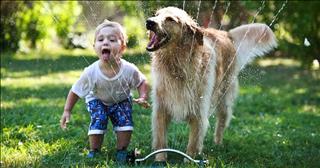 Năm Mậu Tuất nói về ý nghĩa biểu tượng con chó trong phong thủy