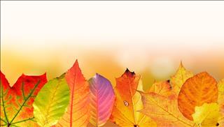 Tử vi ngày 2/10/2017 thứ 2 của 12 con giáp