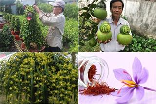 Độc đáo và đa dạng như quà Tết 2018