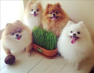 Tử vi thứ 6 ngày 12/1/2018 của 12 cung hoàng đạo