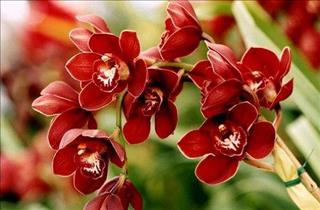 Không nên cắm hoa nào trên bàn thờ ngày Tết?