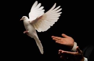 Chim bồ câu bay vào nhà là điềm gì?