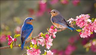 Tử vi thứ 5 ngày 25/1/2018 của 12 cung hoàng đạo