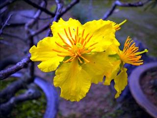 Tử vi Thứ 5 ngày 15/2/2018 của 12 con giáp