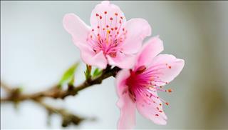 Tử vi thứ 5 ngày 1/2/2018 của 12 cung hoàng đạo