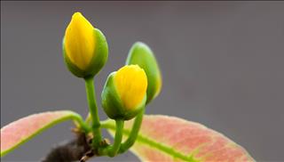 Tử vi thứ 7 ngày 3/2/2018 của 12 cung hoàng đạo